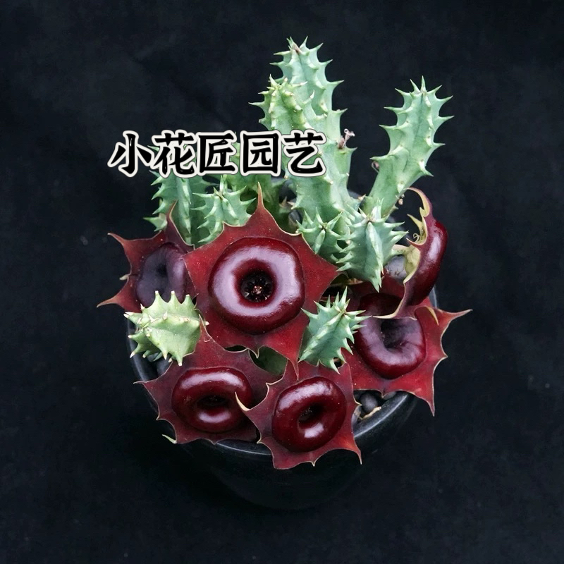 巧克力甜甜圈萝藦科多肉植物