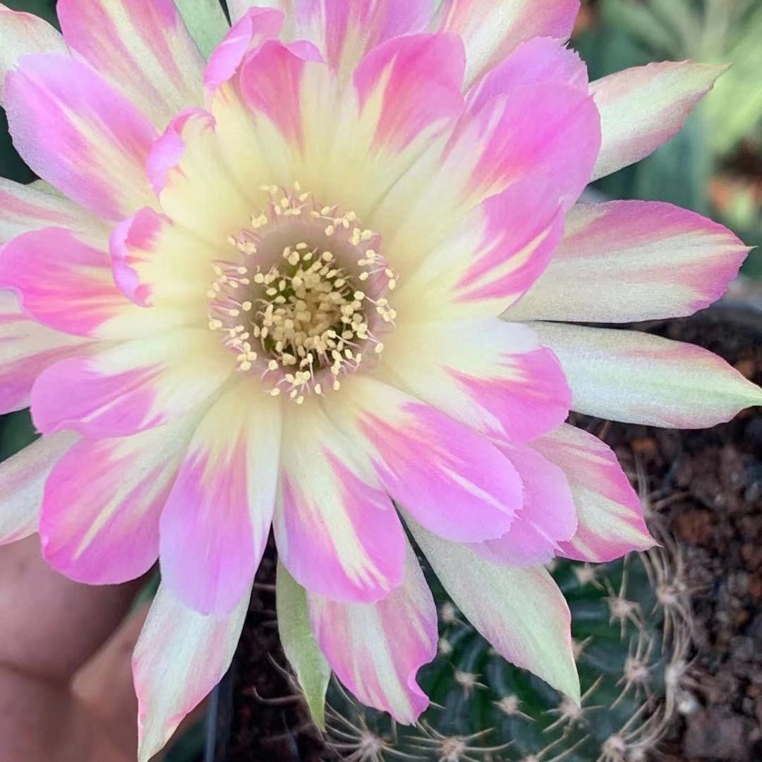Tom丽花自根汤姆仙人球带花苞带盆4-6cm
