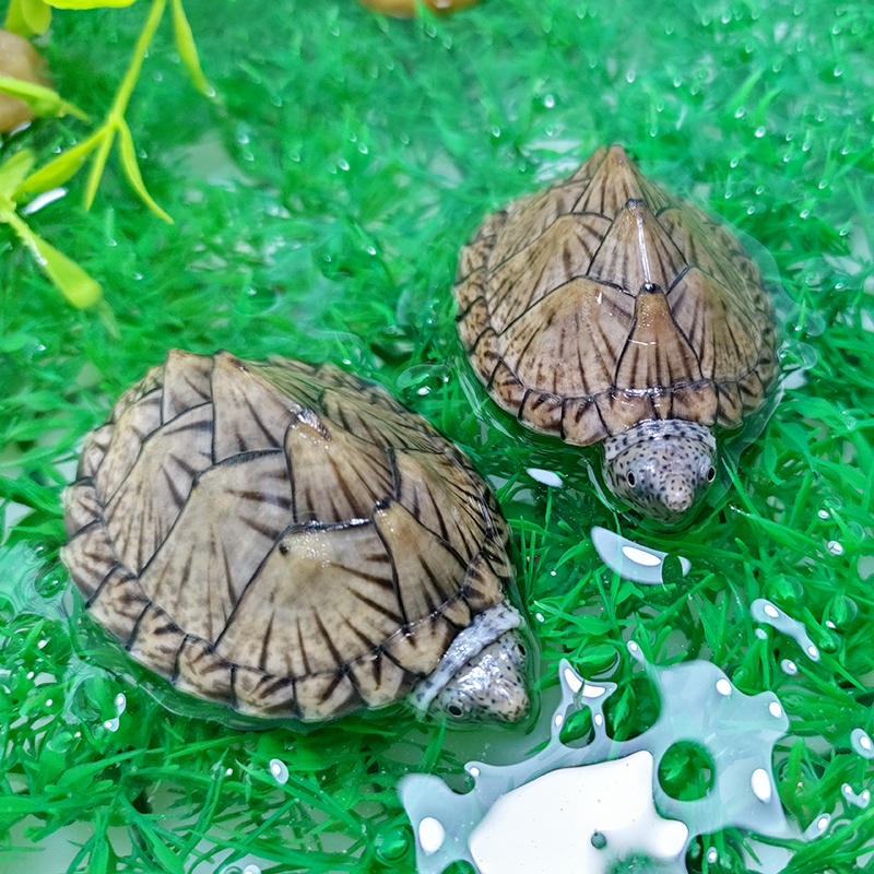 直播选拍链接一物一拍补差价蛋龟麝香剃刀龟沼泽西非侧颈剃刀龟苗