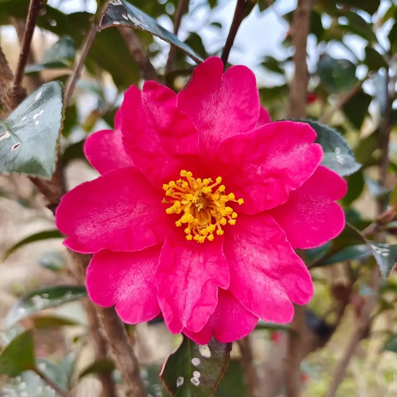 茶梅花带花苞茶花重瓣耐寒耐热室内外庭院四季好养地栽花园植物