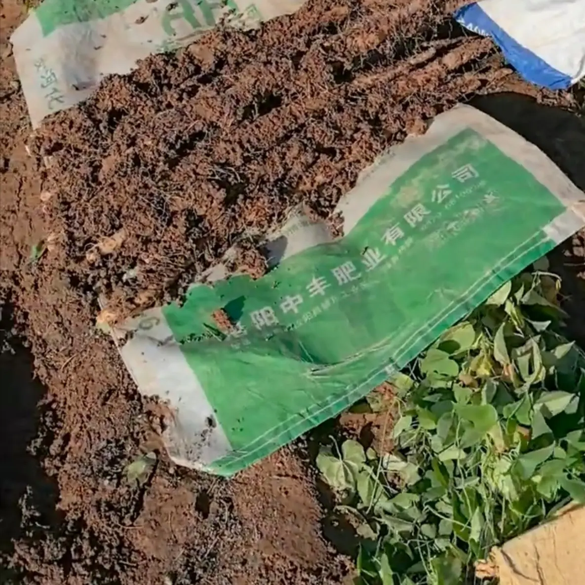 【谢清线特产店】2025年垆土地山药开挖了，从地头到餐桌，净重5斤装