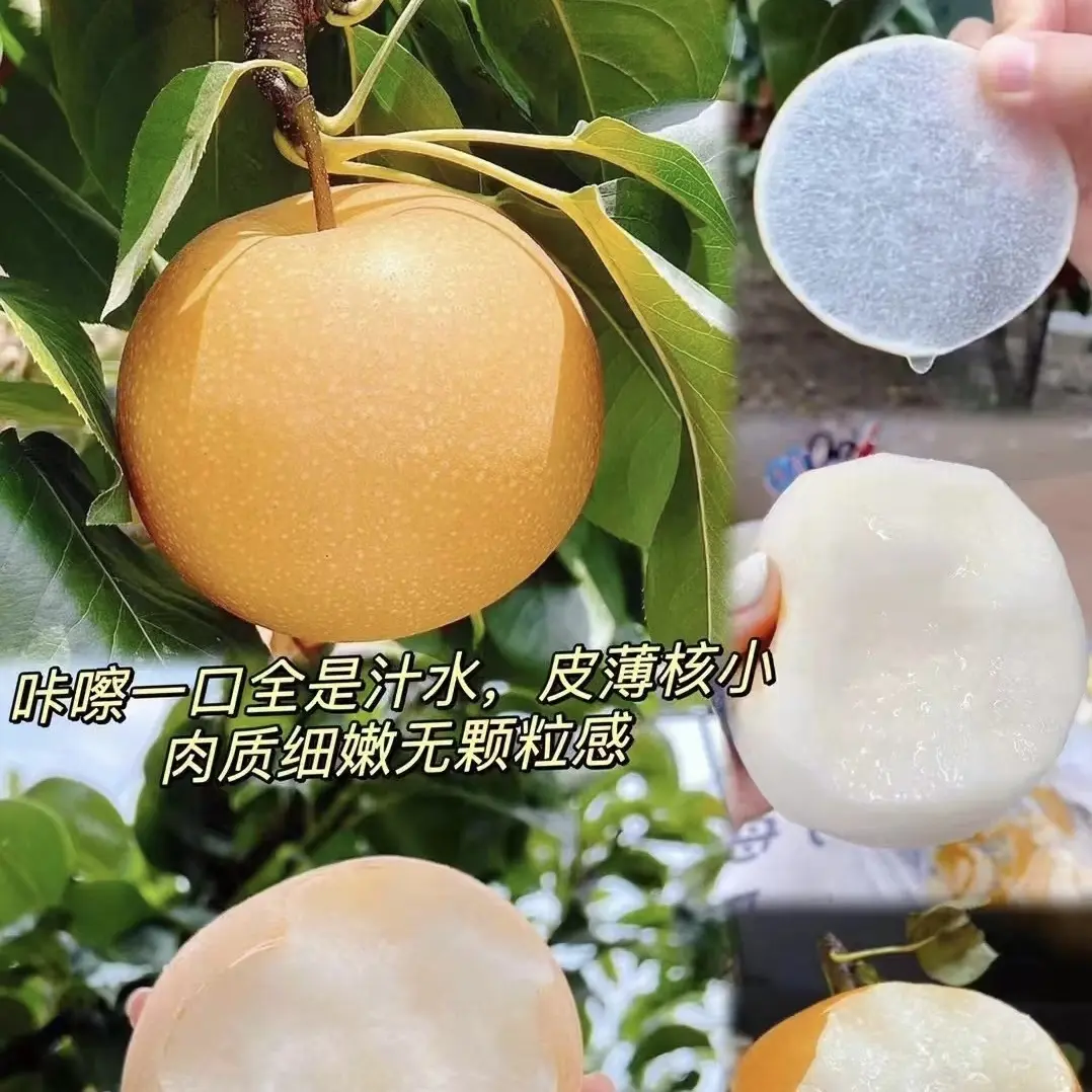正宗莱阳秋月梨新鲜现摘脆甜多汁应季水果