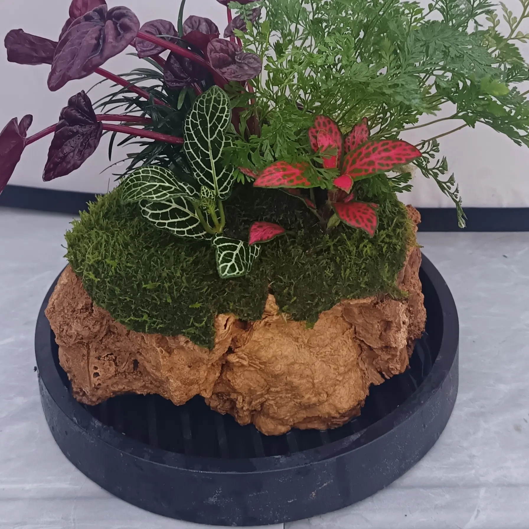 网纹草苔藓盆栽室内四季鲜活绿植微景观造景植物