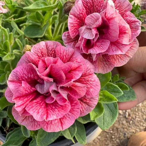 “桃桃”重瓣矮牵牛盆栽庭院阳台花卉爆花强新手易养护