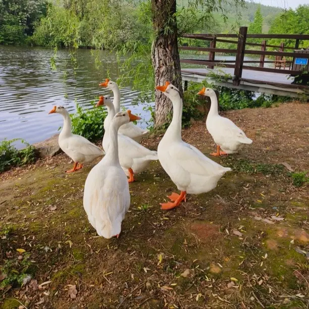 东北农家散养老鹅