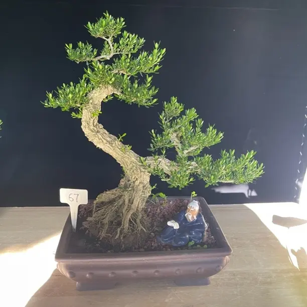 黄杨盆景老桩矮霸文人绿植医生室内外好养桌面造型耐寒四季常青