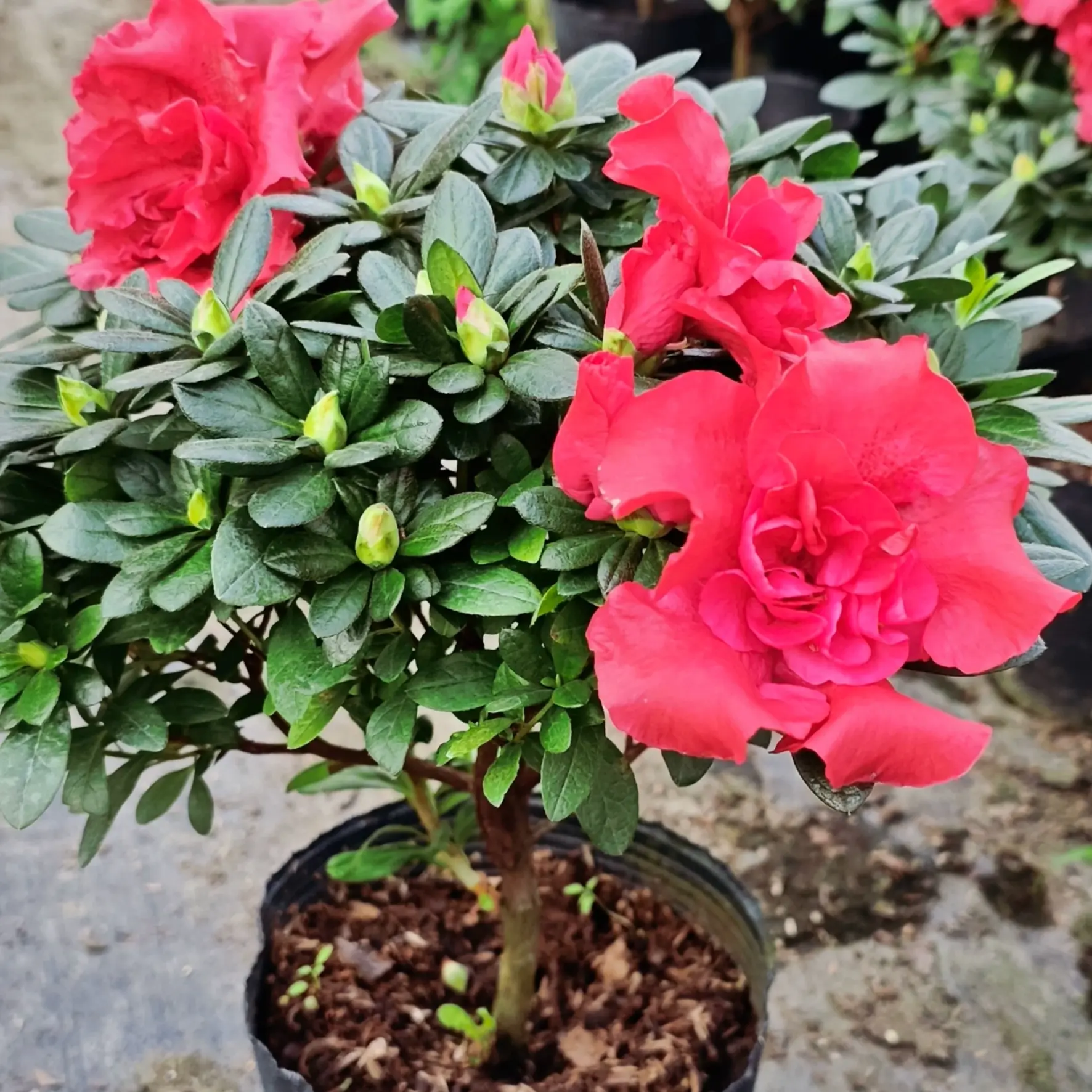 比利时西洋鹃红色杨梅红杜鹃花重瓣带花苞单颗原生绿植盆栽花卉