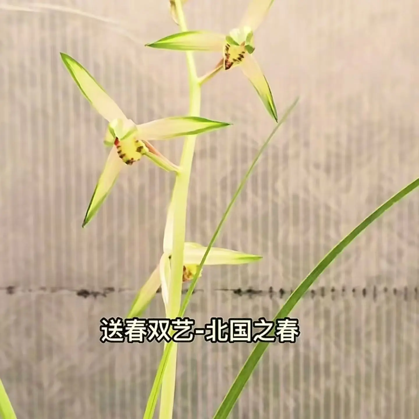 送春北国之春，漂亮艺[色][色]喜欢的来