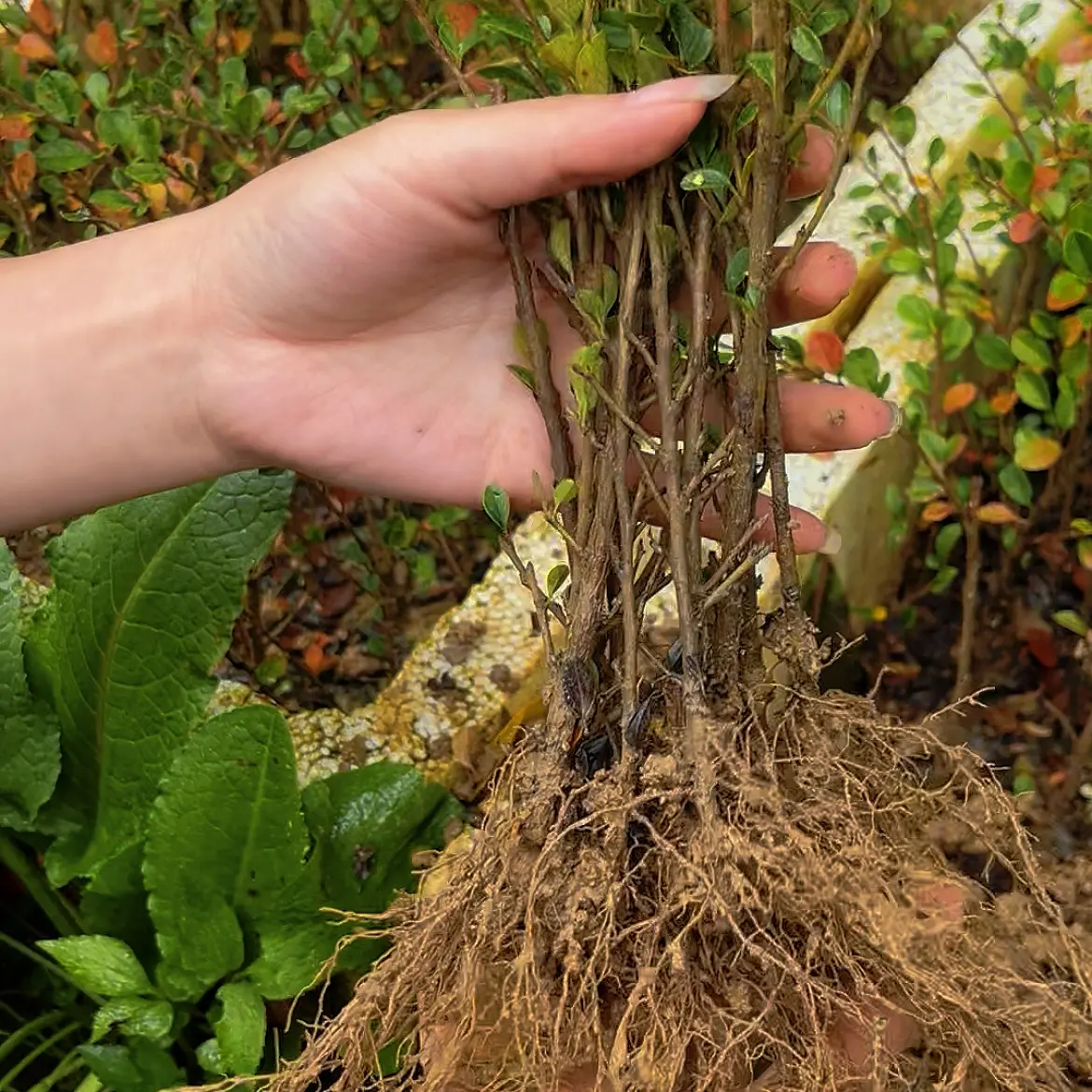 红花荀子扦插树苗