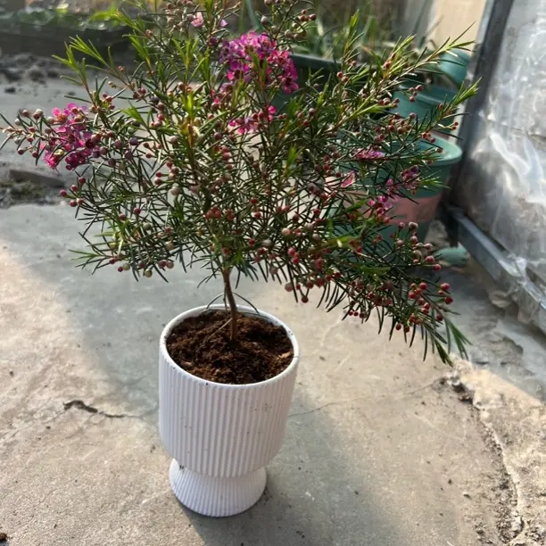 A级长款澳洲腊梅鲜花期长含保鲜剂好养室内水养客厅鲜切花送朋友