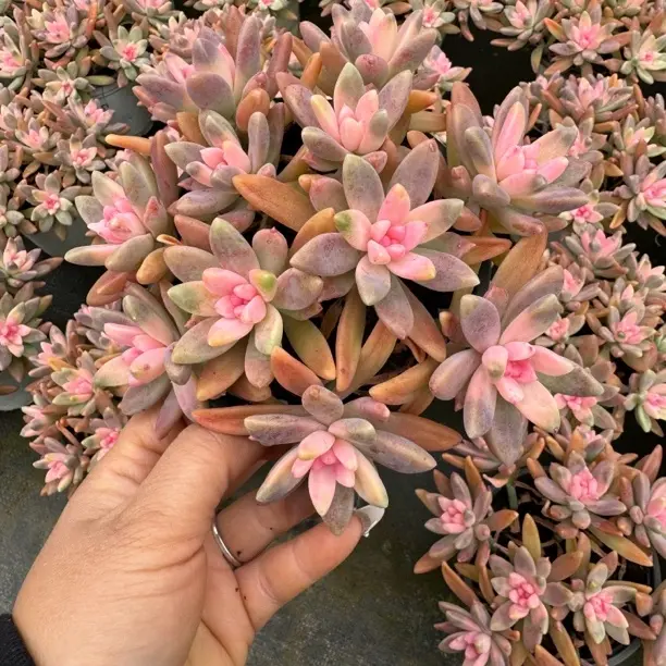 新手好养樱花锦多肉植物适合阳台净化空气