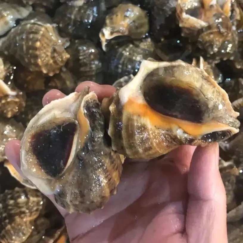 鲜活海螺海鲜一斤，单只规格2到3两（保鲜不保活，在意勿拍）