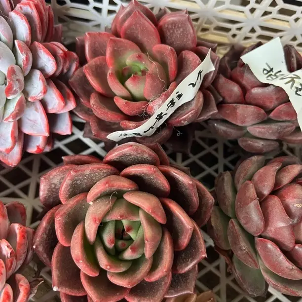 甜心米粒 多肉植物室内外好养防辐射盆栽花卉