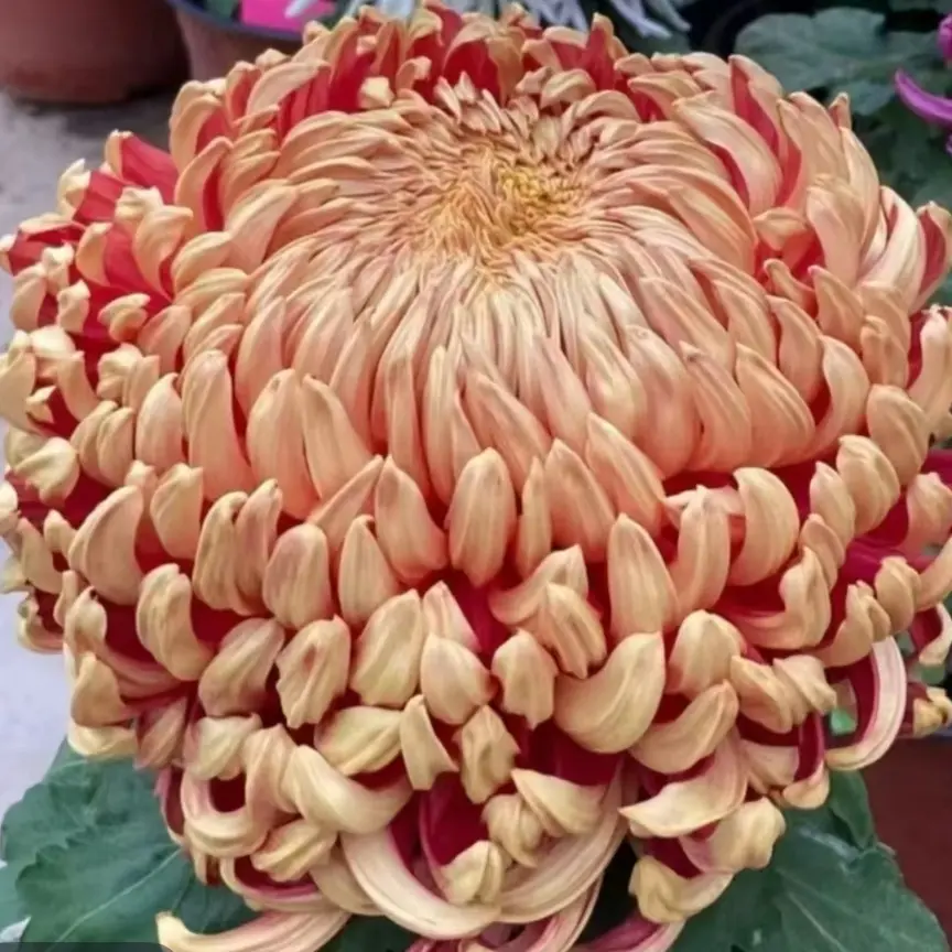  《独杆太平红叶》大花型带花苞菊花多年生开花耐寒花卉适合庭院