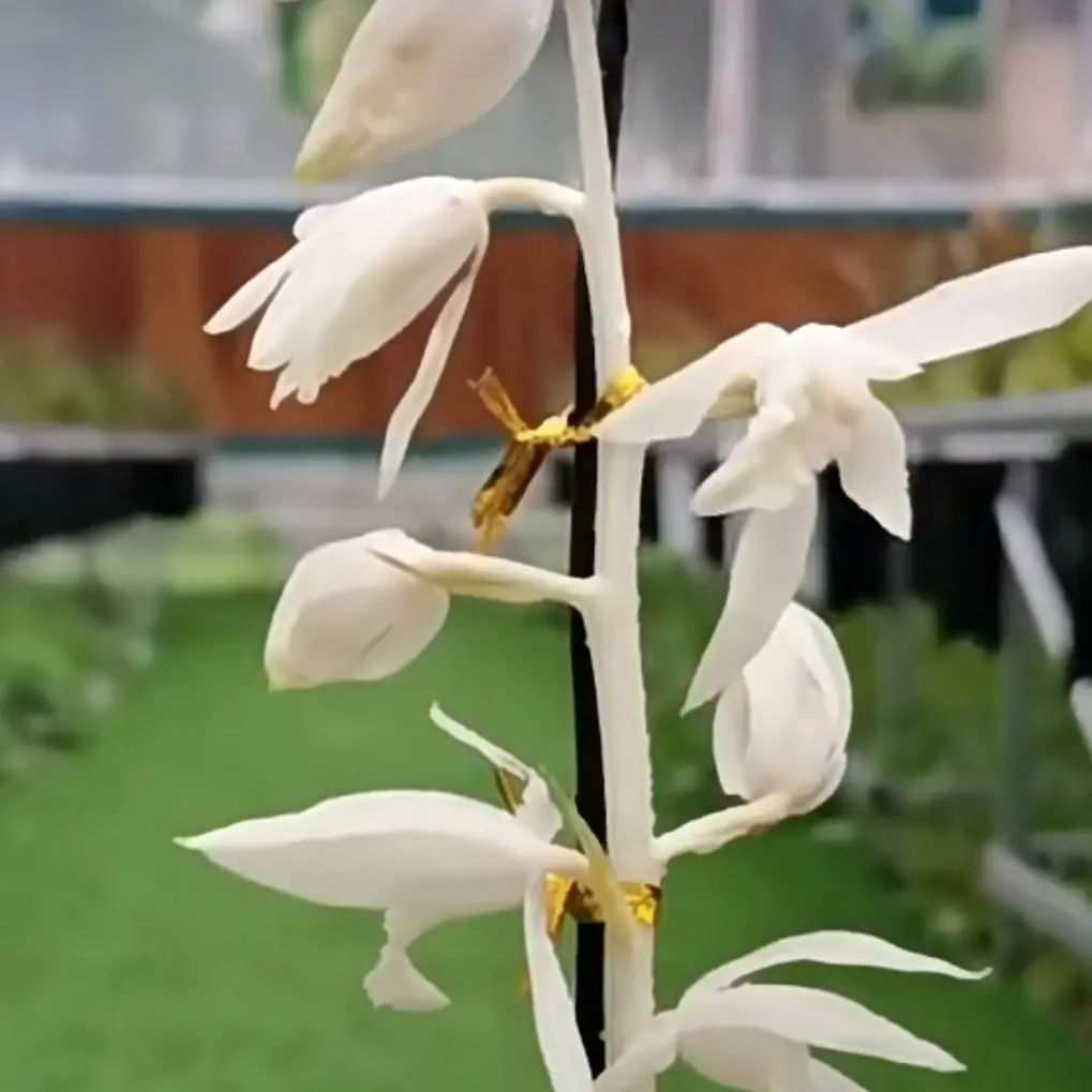 松树兰花惠兰白雪冰心浓香型室内外高档绿植蝴蝶兰稀有正宗兰花