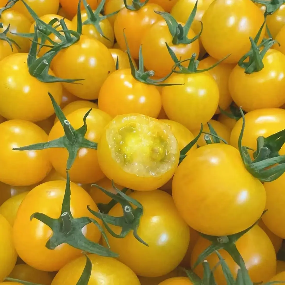 含有丰富维生素C黄色小番茄新鲜采摘产地直发孕妇儿童老人放心吃