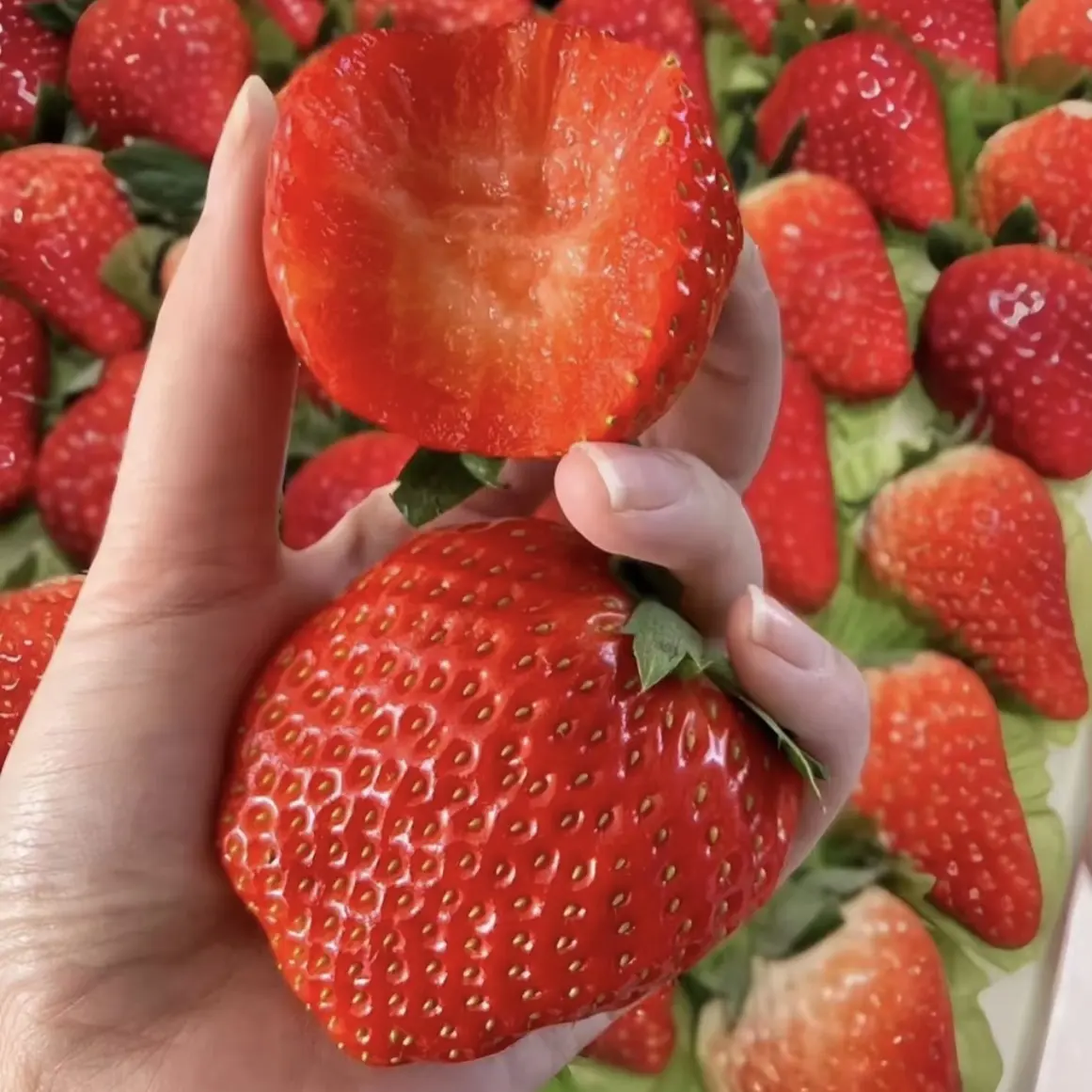 （小熙甄选）丹东九九牛奶草莓 奶香味十足小5排果毛重2.5斤