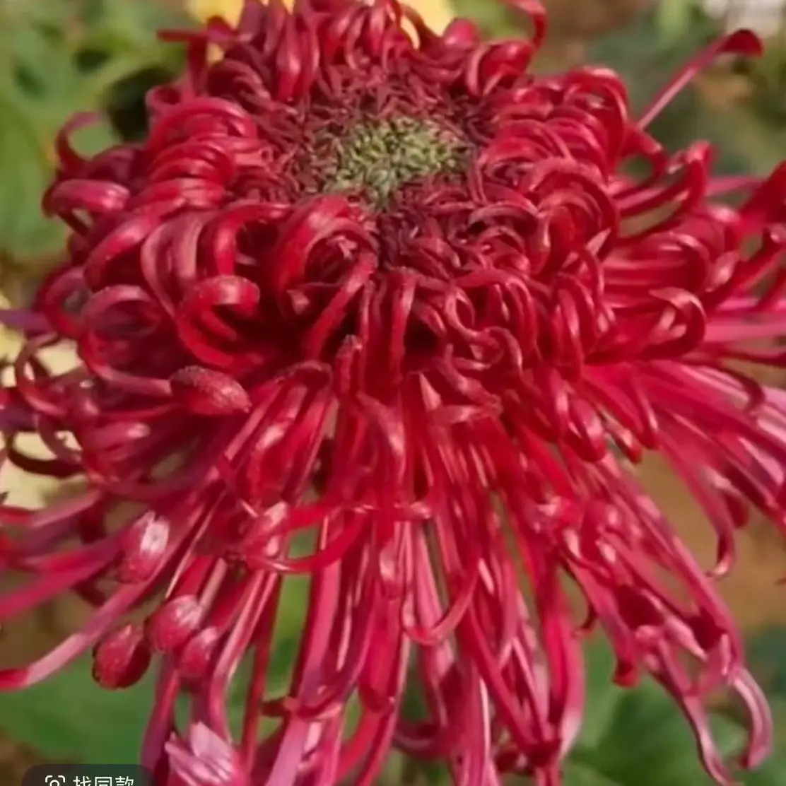 《红龙池》菊花盆栽开花大花菊九月菊好养易活耐热耐寒可庭院室