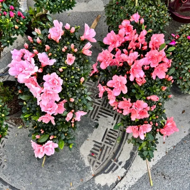 杜鹃花盆栽带花苞四季开花好养花卉适合室内外种植