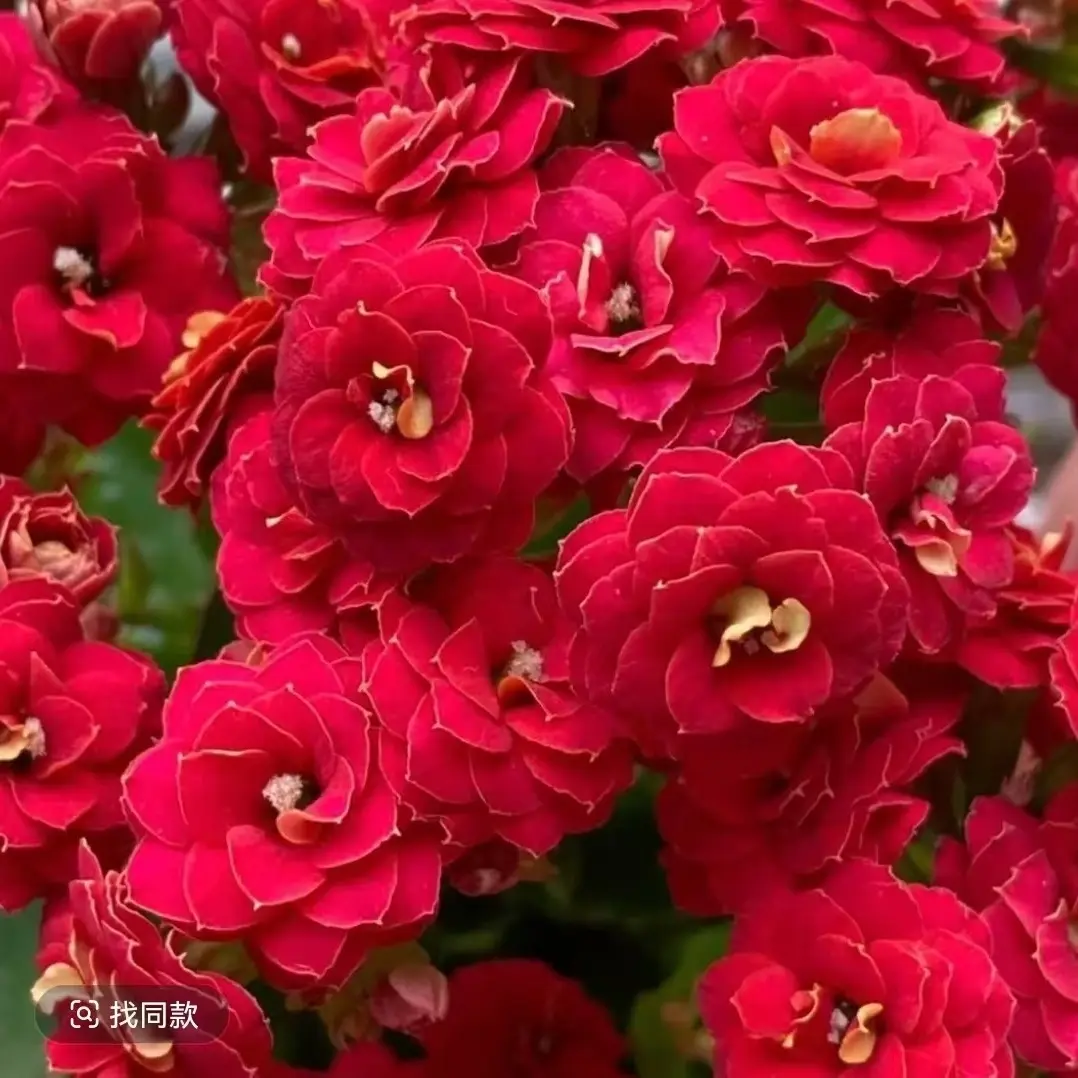 长寿花（火狐狸）130盆 打顶苗