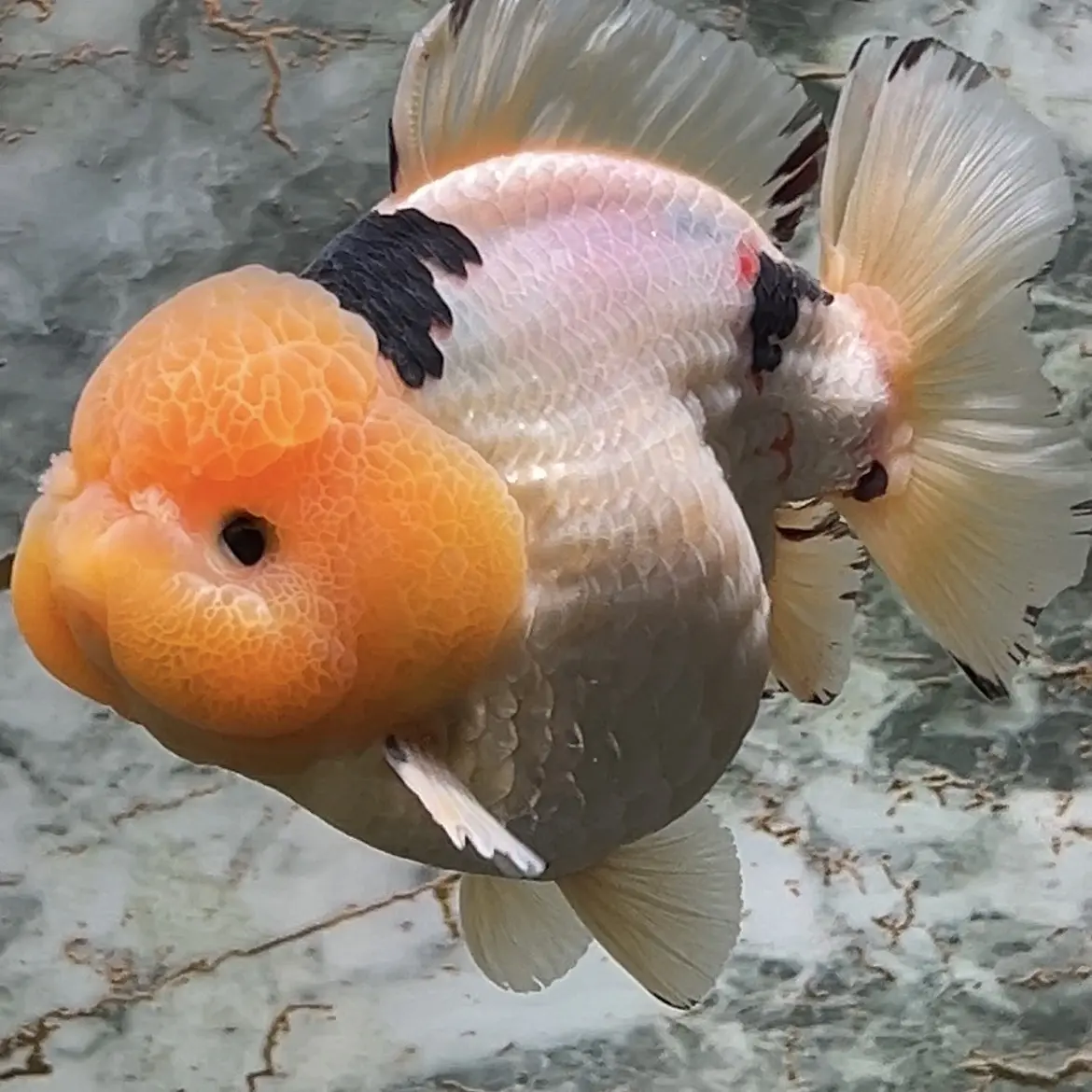 观赏鱼泰狮10-18公分（具体以直播为准）