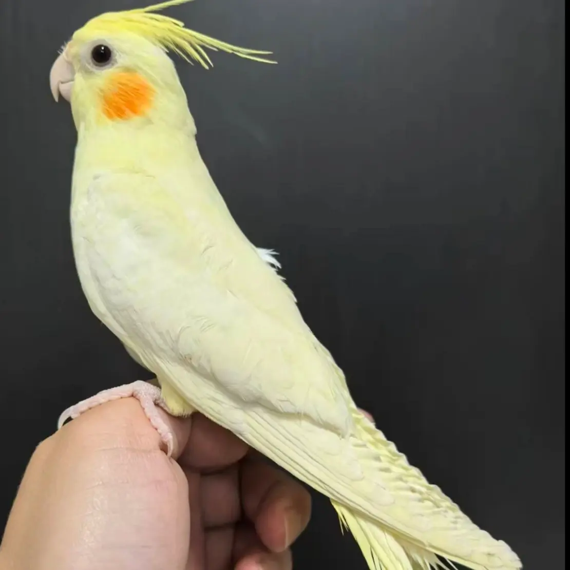 手养亲人可上手玄凤鹦鹉