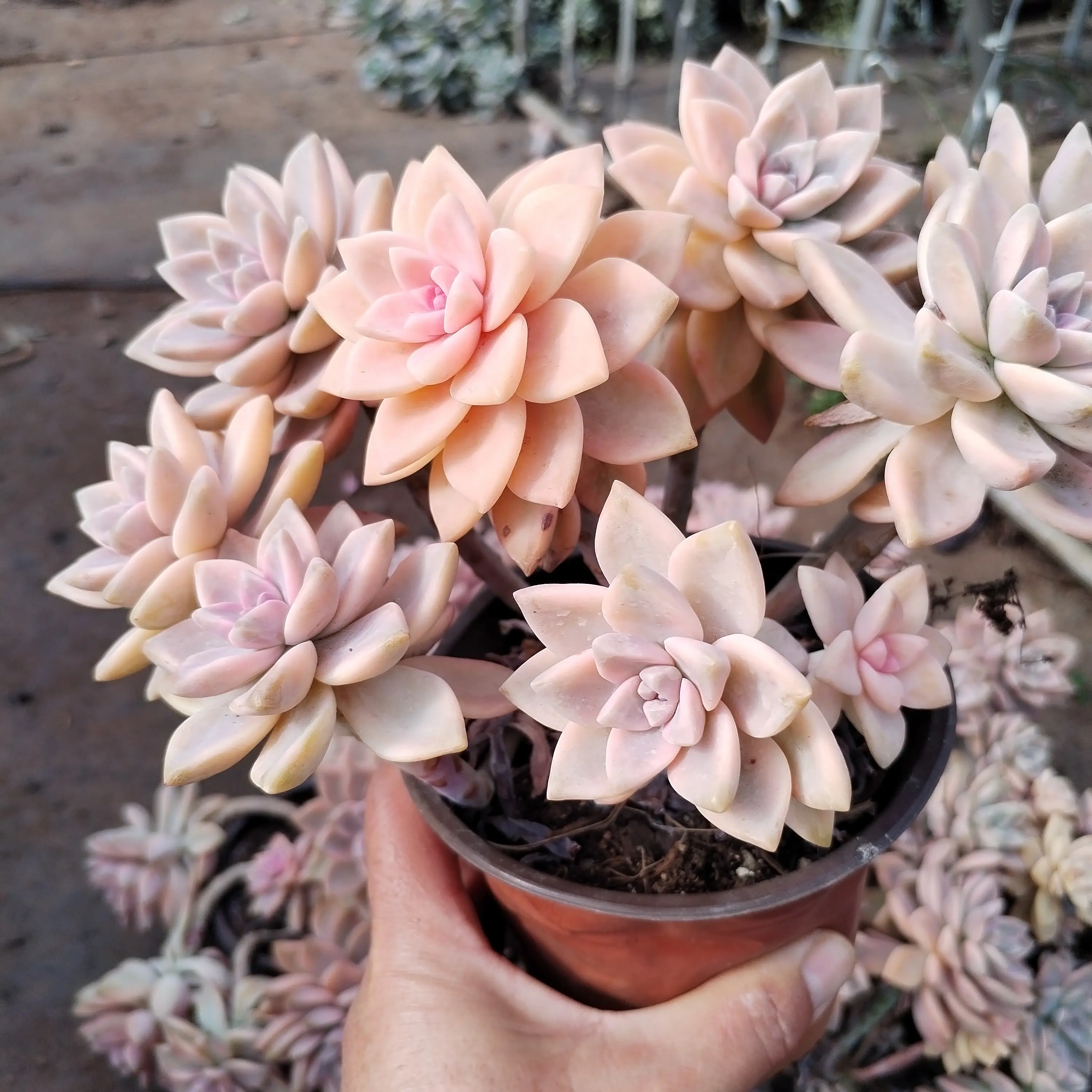 12口径盆多头淡雪锦多肉植物新手好养阳台净化空气盆栽