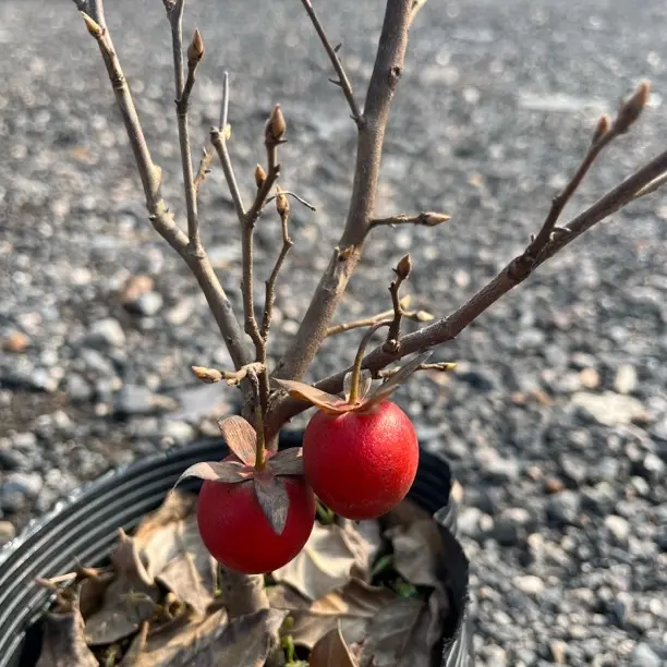 老鸦柿挂果天王之王