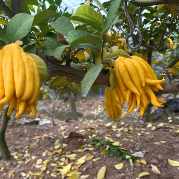 新鲜金华佛手柑带枝可水培观赏闻香室内绿植清供