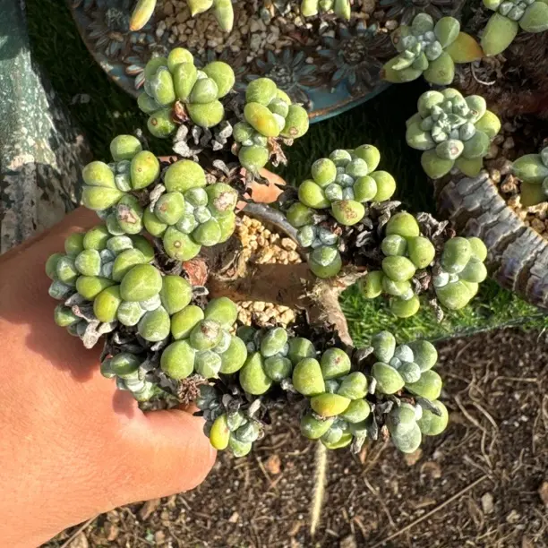 绿豆拇指多肉植物室内阳台好养易活绿植盆栽带香味适合新手