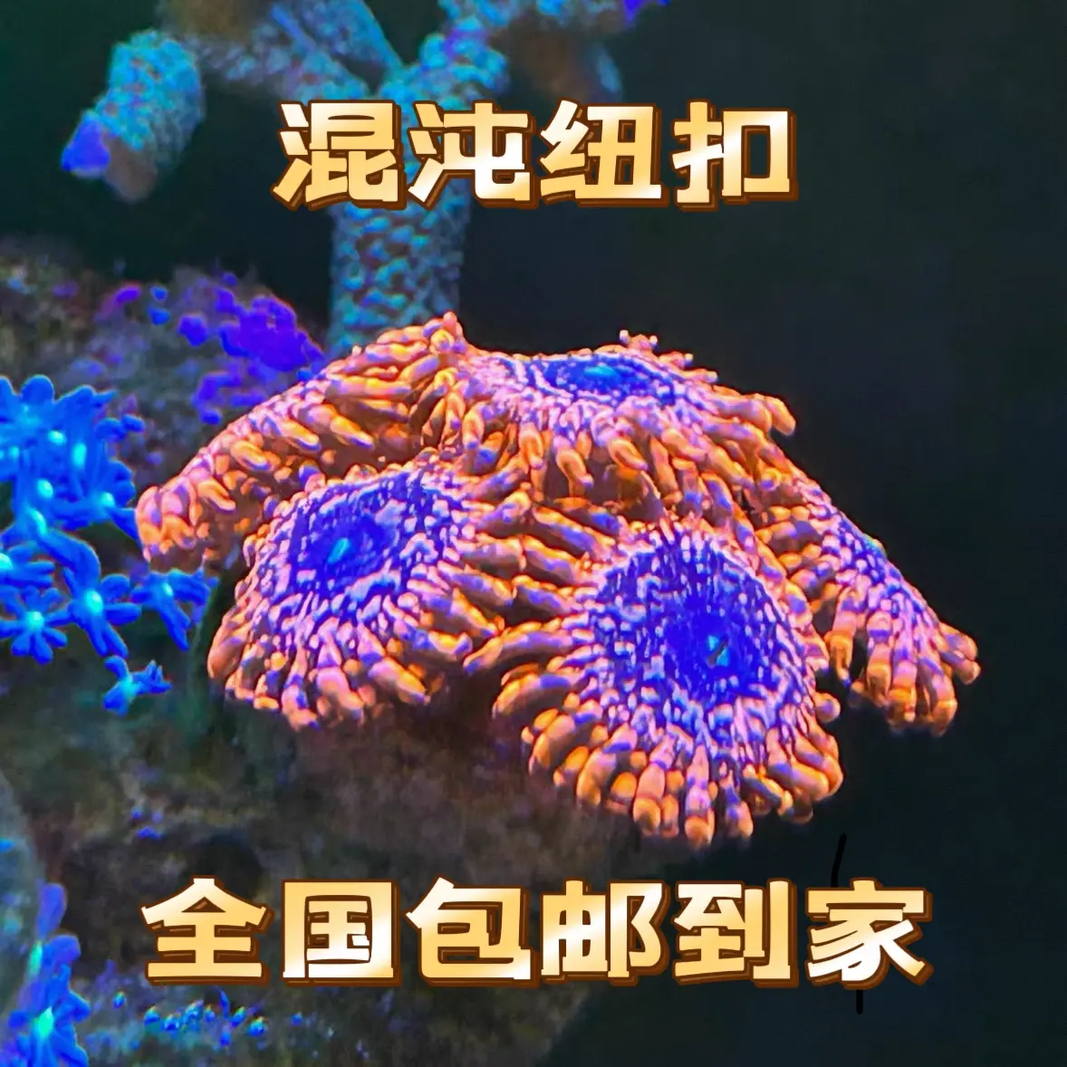 混沌纽扣全国包邮到家海水鱼珊瑚海葵鱼缸新手推荐饲养皮实耐看