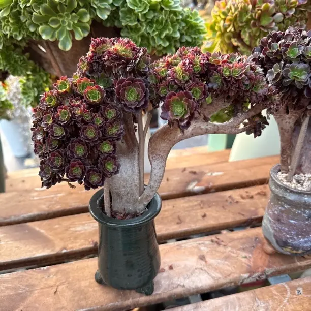 美杜莎缀化老桩多肉植物盆栽园艺花卉不带盆土室内观赏