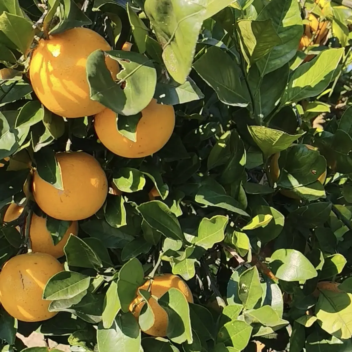 湖南怀化冰糖柑/正真的农家橙子非果园橙子/香甜/无科技不洗澡