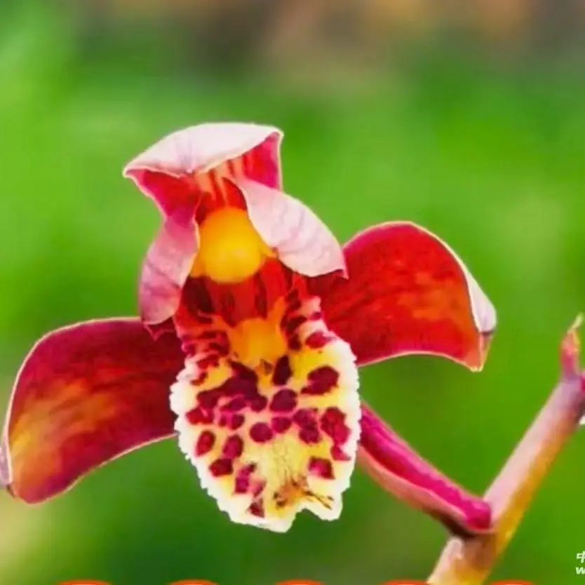 资源宋春春兰蕙兰秋芝莲瓣兰绿植盆栽