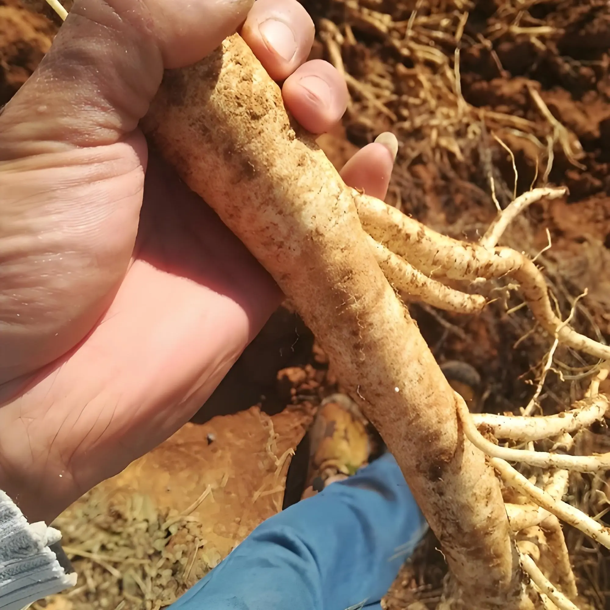 贵州（新鲜黄党参特大条500g）滋补煲汤泡酒佳品