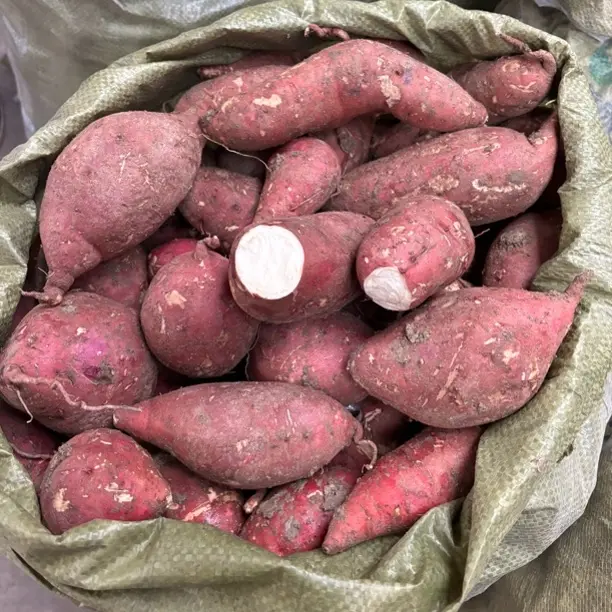 [京东包邮】泗洪县农家老品种白心山芋