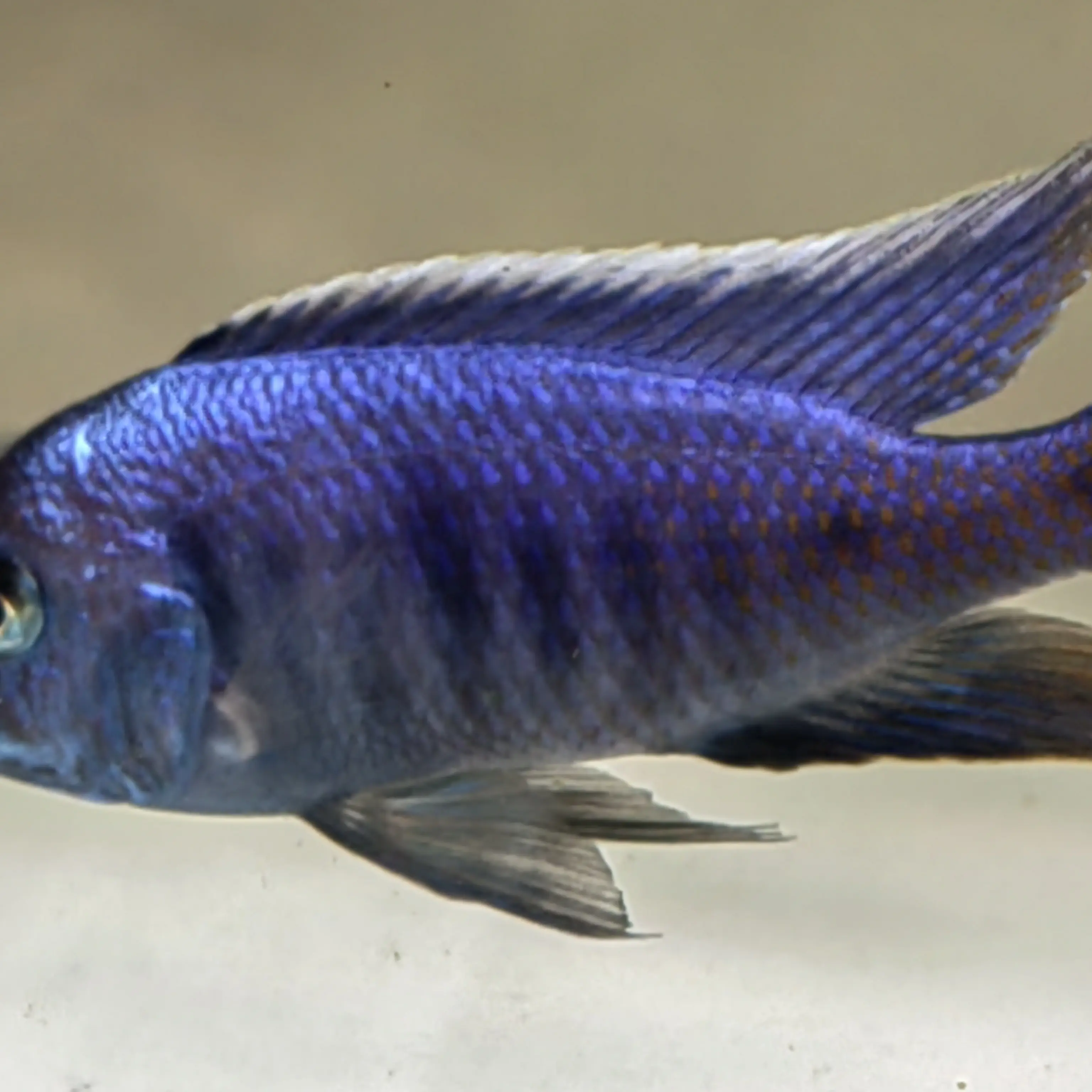 超级蓝国王灯鱼小型热带淡水观赏鱼耐养群游