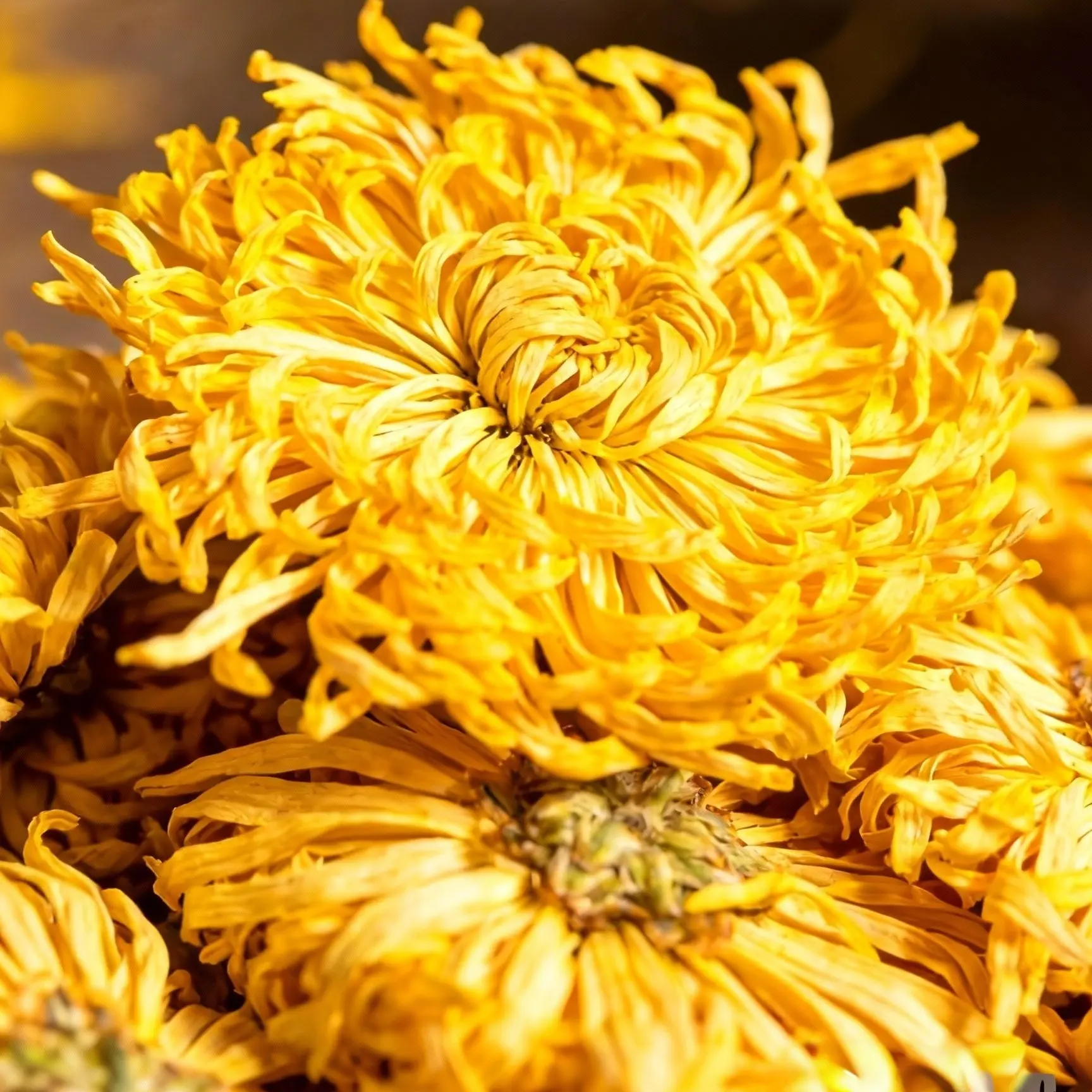 初级农产品 干花 菊花