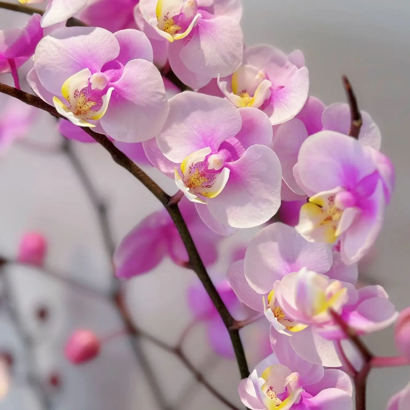 【小梅花 双花剑】（不带保温棉）蝴蝶兰香味带花苞室内客厅绿植花期