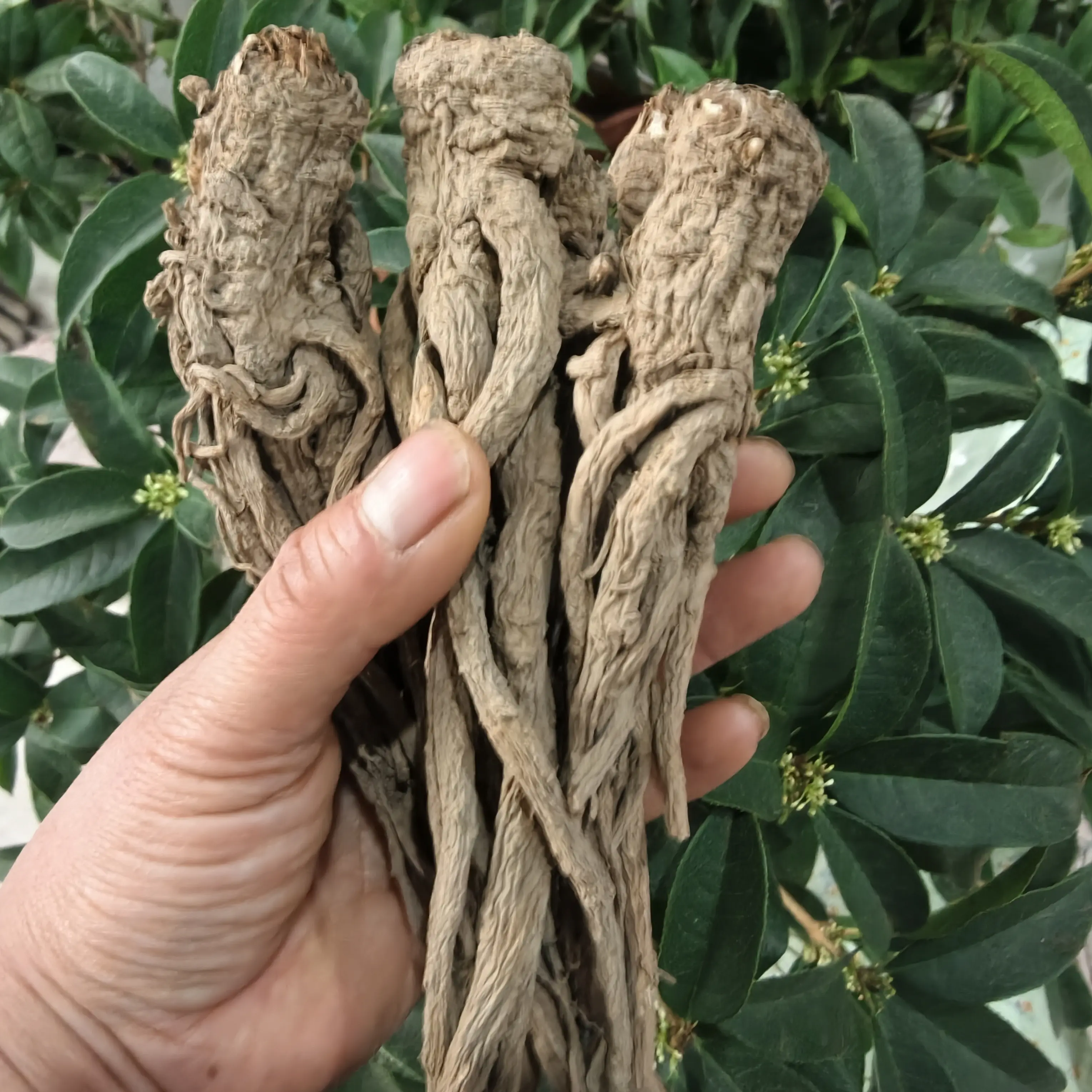 岷县整根当归小条无硫自然晾晒可煲汤泡水