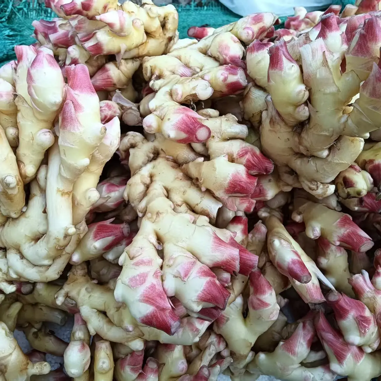 顺丰包邮石牌露天种植嫩生姜（可做腌生姜，泡菜，腌菜）