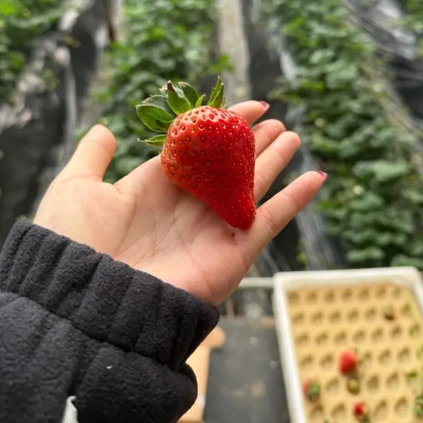 两斤中大果尝鲜丹东九九草莓20-30克