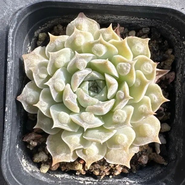 瘤财基地直发室内阳台新手好养盆栽花