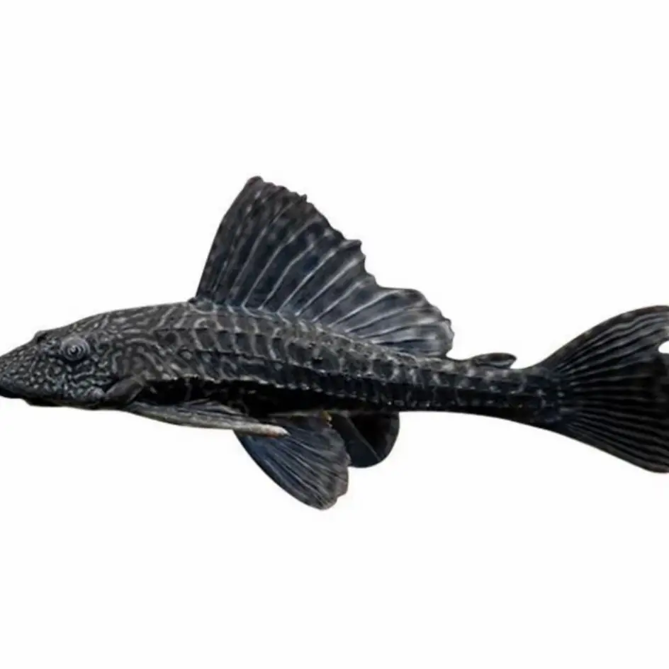 福利清道夫鱼鱼缸清洁工除藻吃垃圾淡水观赏活体鱼（售（包损不包邮