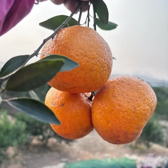 正宗东甲8年圈枝大红鲜果