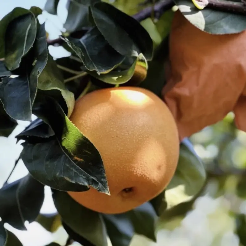 秋月梨翠冠梨彩虹梨南方北方盆栽地栽