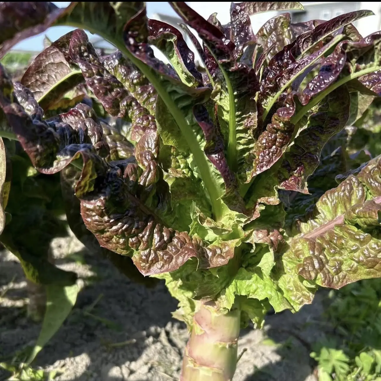 【村支书姚其飞】当涂农家紫叶莴笋新鲜采摘