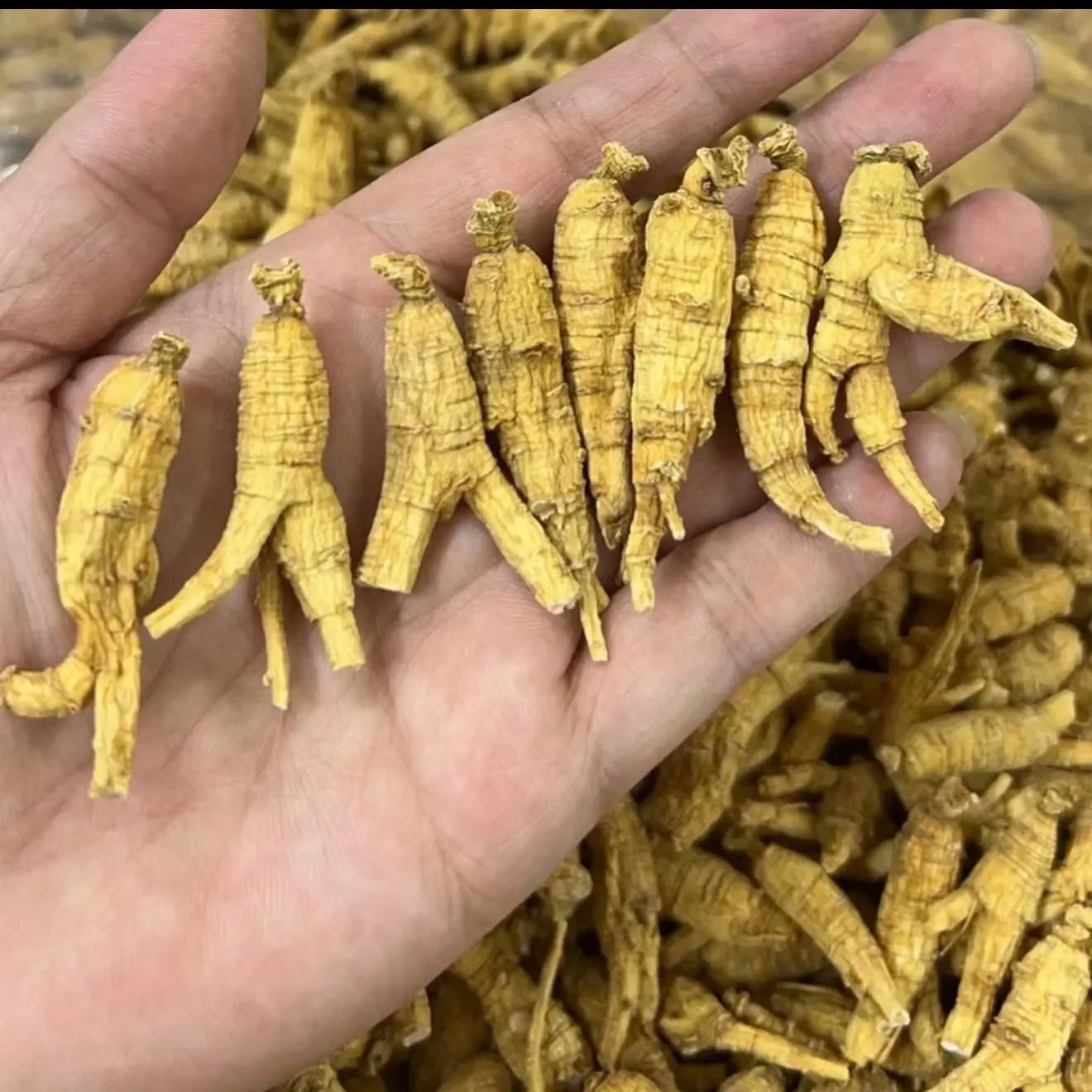 精选山货 花旗参山参 可搭配枸杞泡水煲汤健康滋补原丛无硫