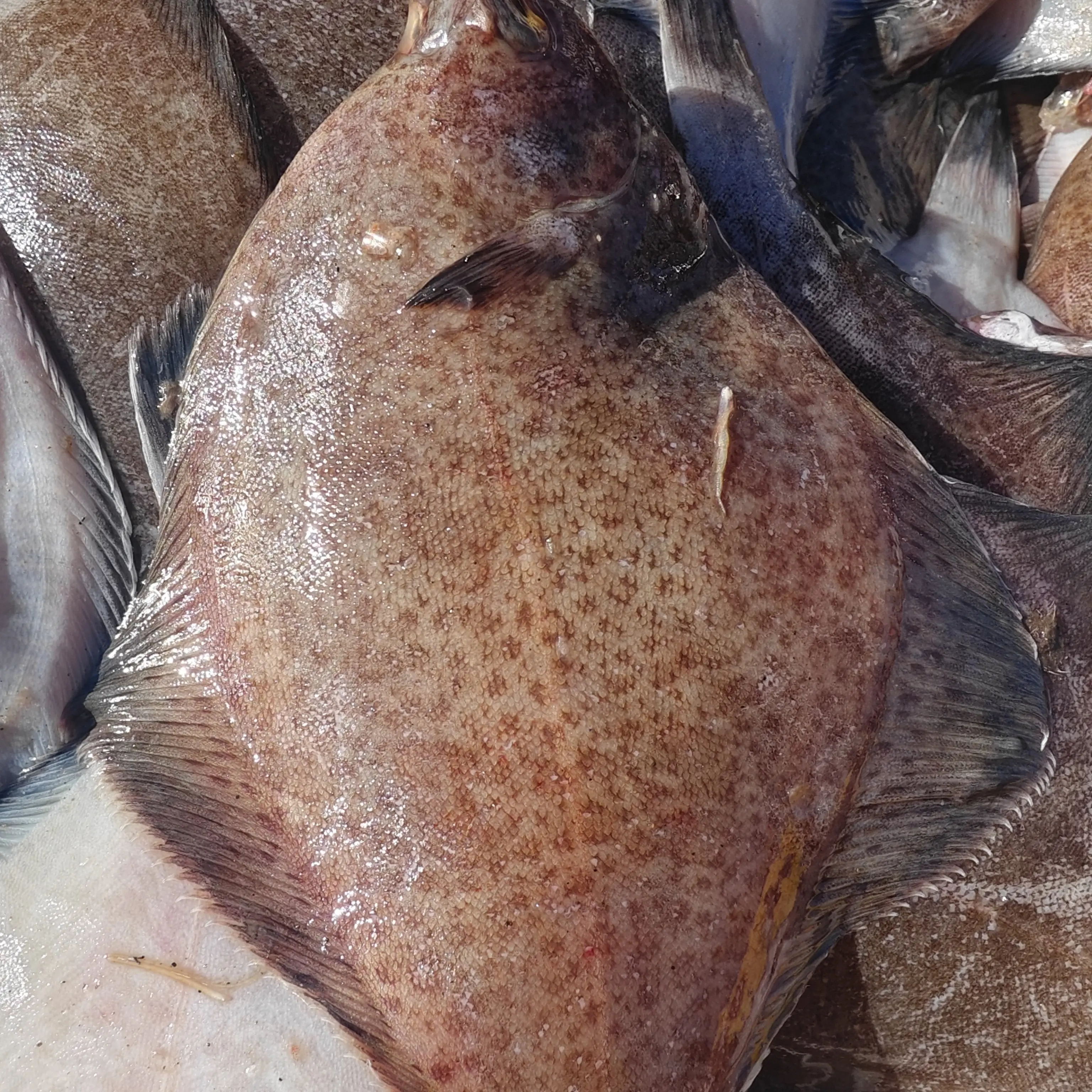 新鲜野生鼓眼鱼肉质软嫩口感鲜美