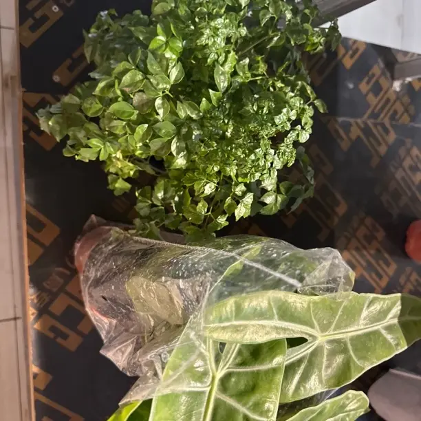 福利品盆栽养室内绿植四季常青净化空气处理苗